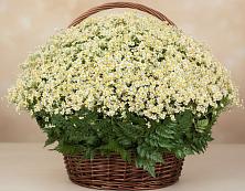 Цветочная композиция из Ромашки в корзине #REPLACE_PRED# Сухарево