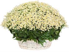 Цветочная композиция из Ромашки в корзине #REPLACE_PRED# Сухарево
